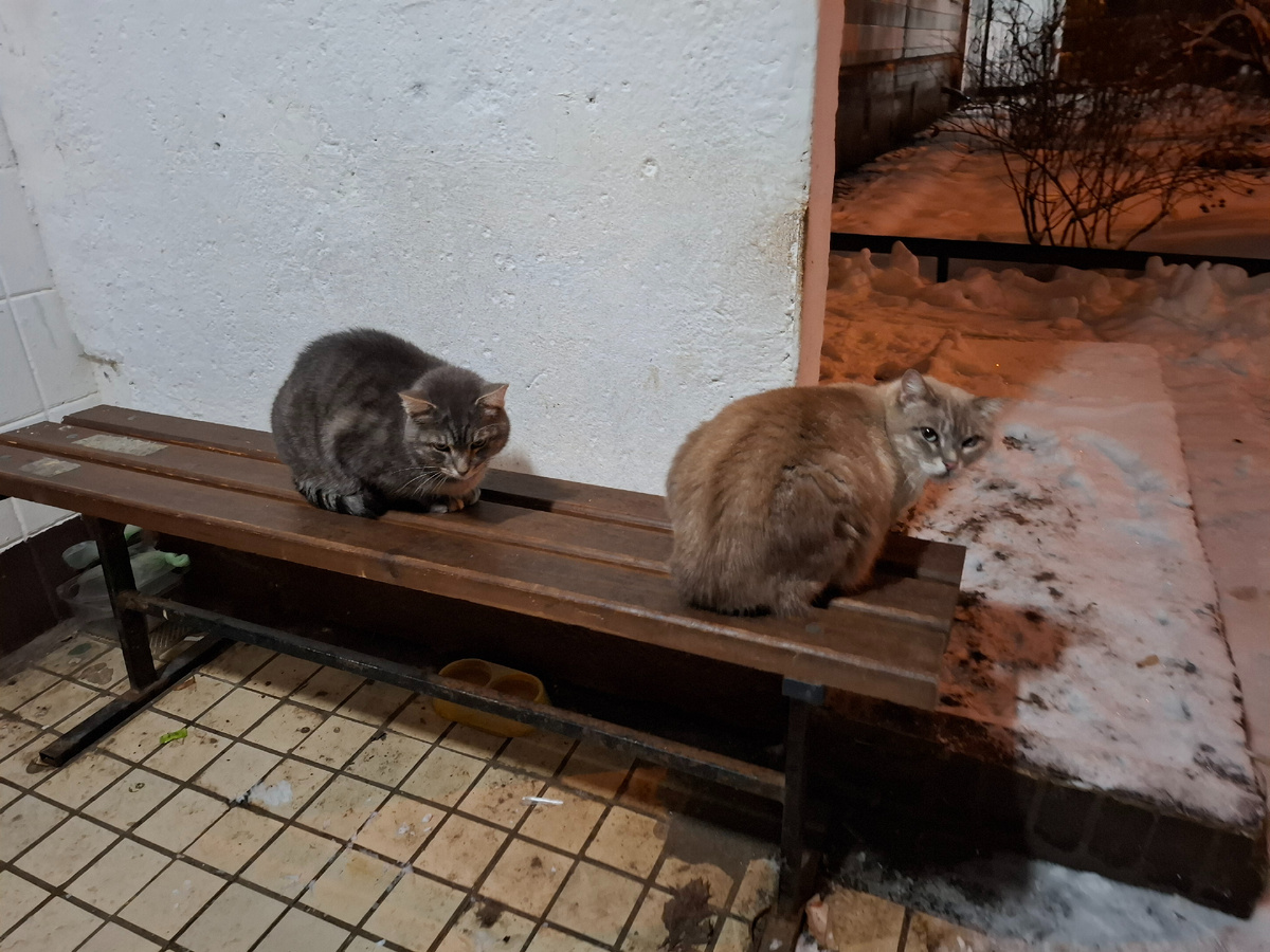 Смотрите, это бездомные котики :) роскошные красавцы, в подъезде для них коробочки, одеялки и еда по первому зову :)