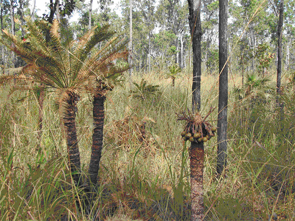 Краткая история эволюции растений. Саговниковидные