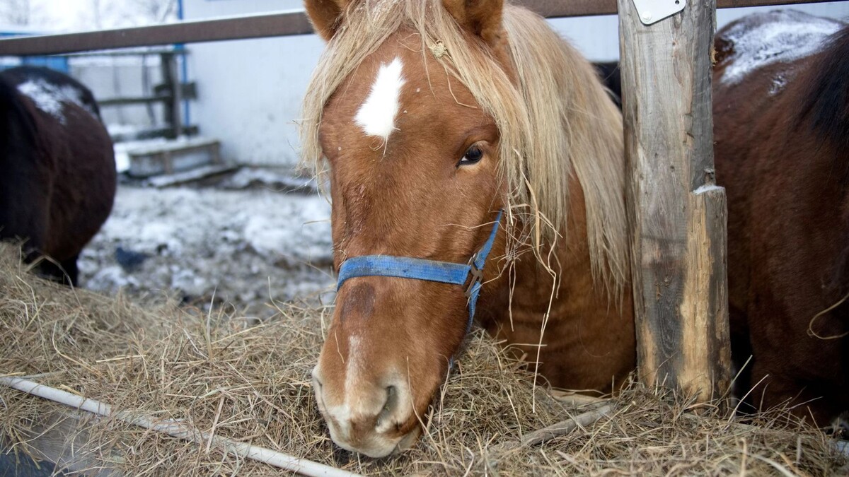    Фото: Василий Петров / «Ямал-Медиа»