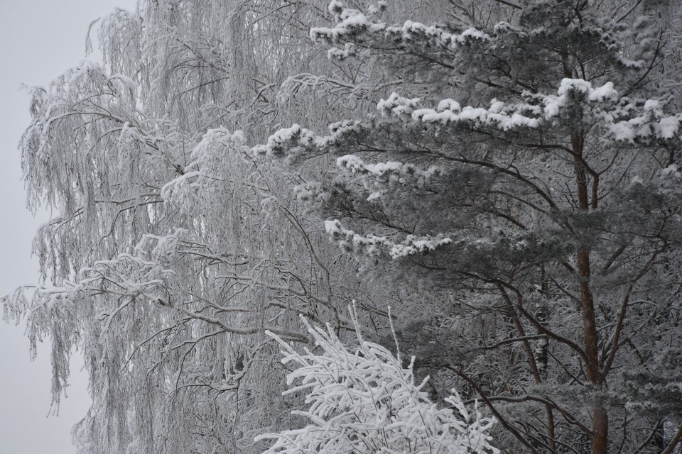    В Якутии 3 января ожидается метель и усиление ветра Владимир ВЕЛЕНГУРИН