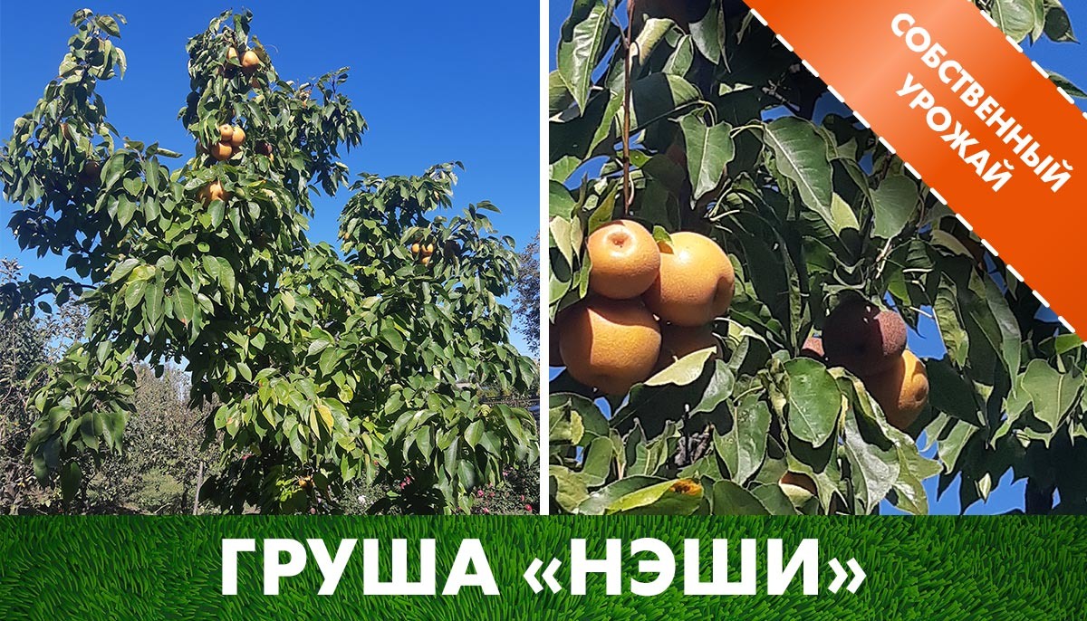 Груша Нэши «Секуи» на нашем участке - плодоношение