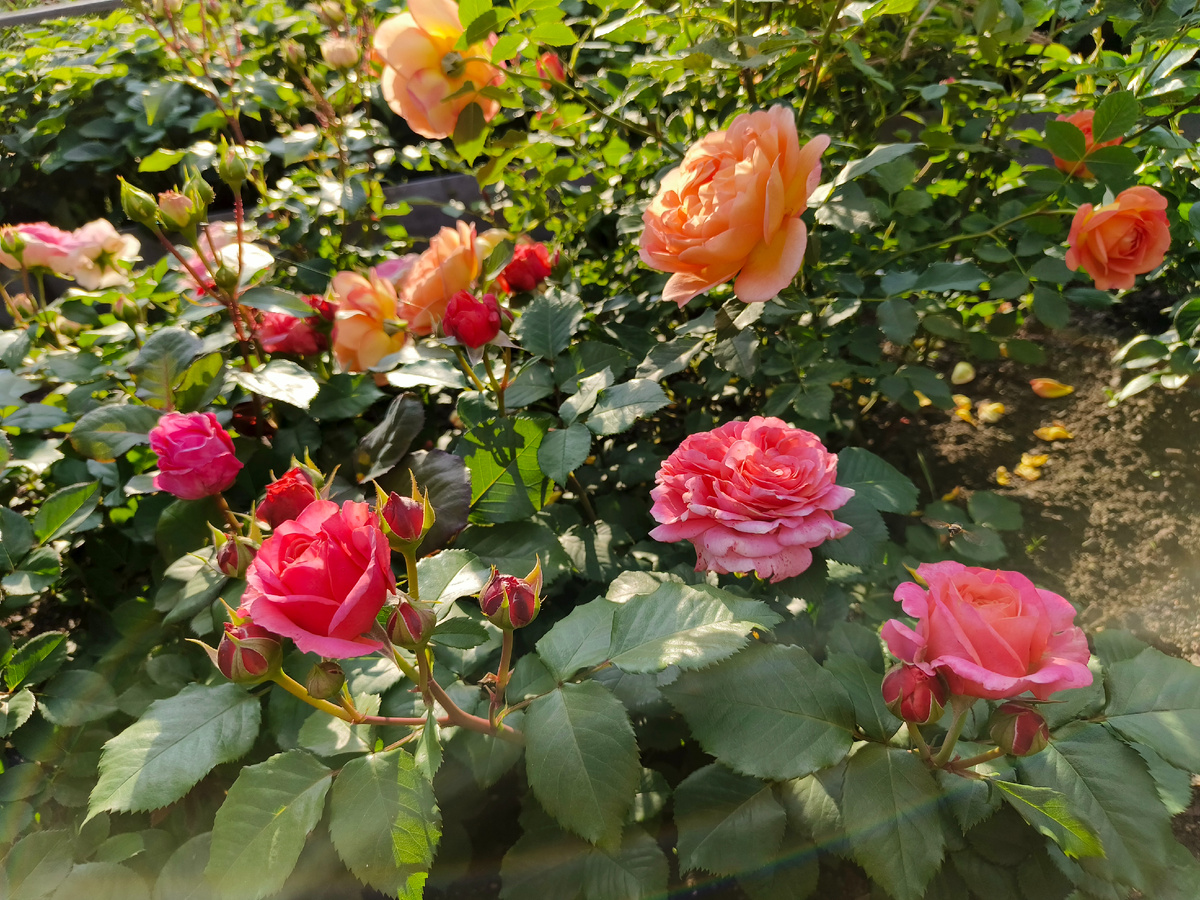 Мэри Энн и Леди оф Шалот 