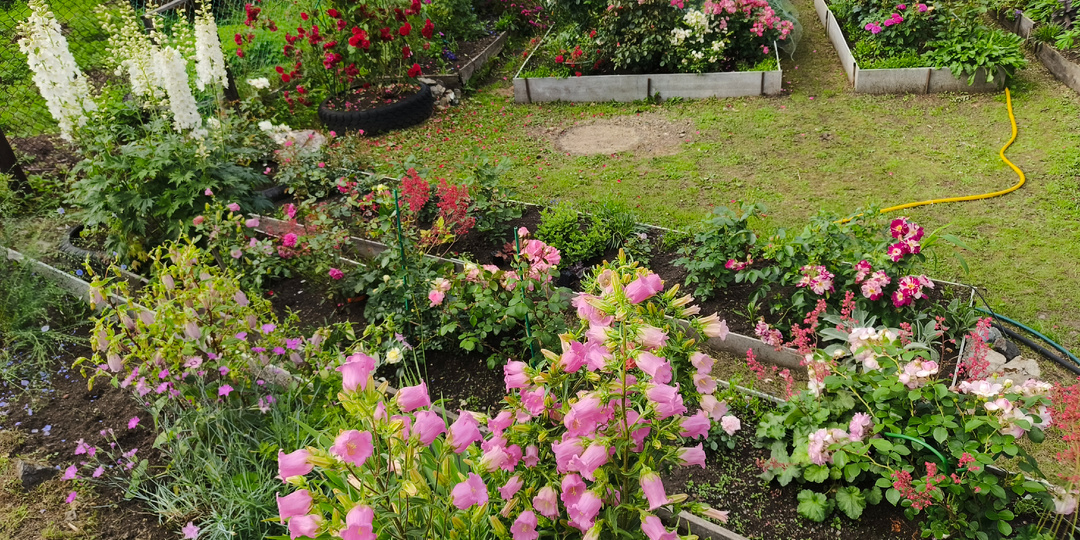 Сколько роз в итоге зимует сейчас в моём саду... 4