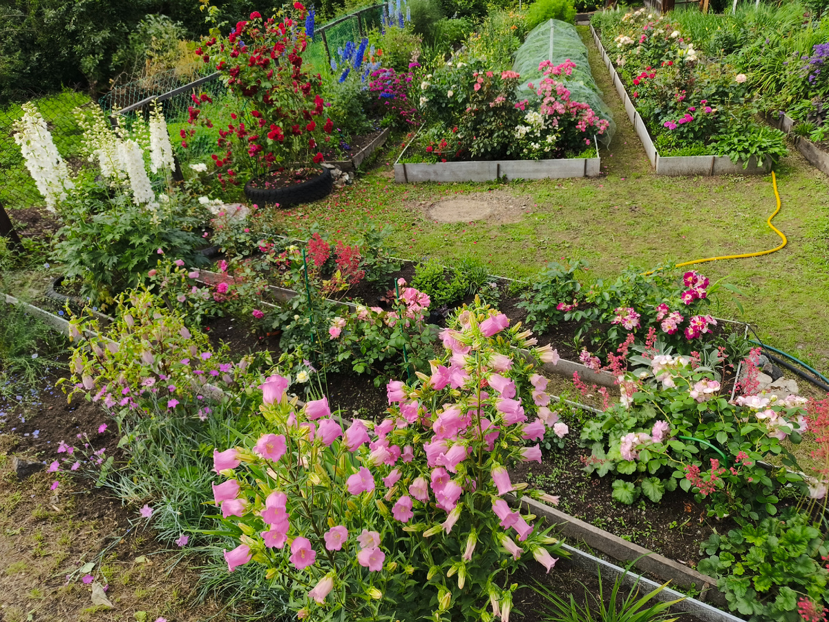 Июль 2025. Весь сад как на ладони.