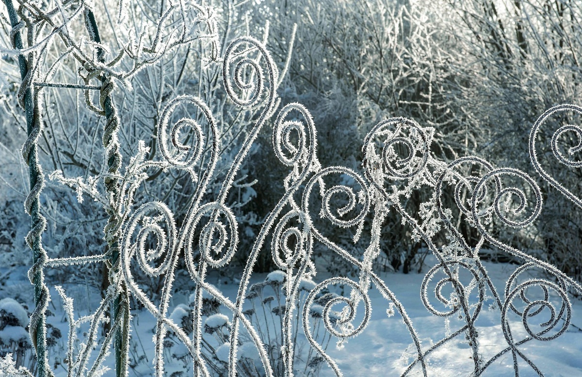    Изморозь посеребрила кованые опоры для растений