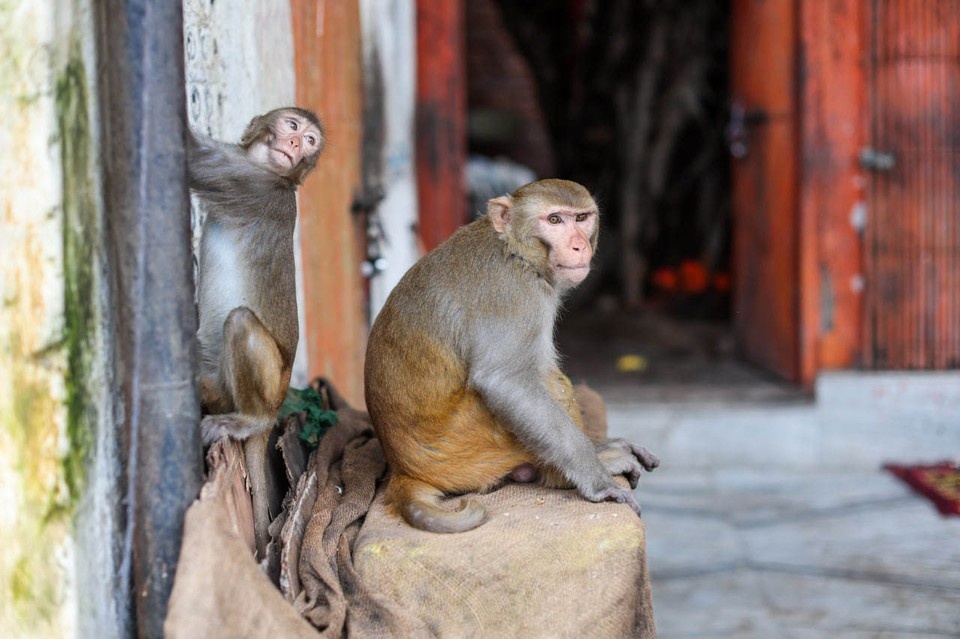    Врач Панфилова призвала не кормить собак и не улыбаться обезьянам в Индии GLOBAL LOOK PRESS