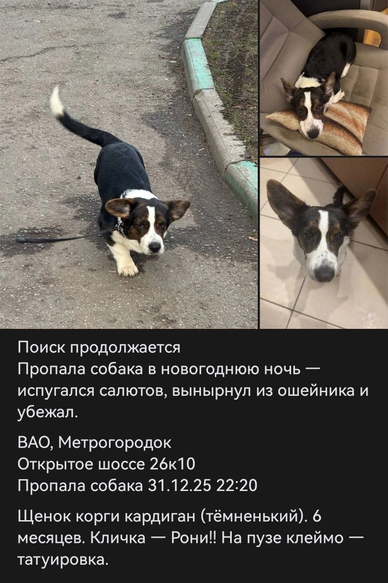 На время салютов можно пользоваться ошейниками мартингейлами (наберите в интернете, что это) 