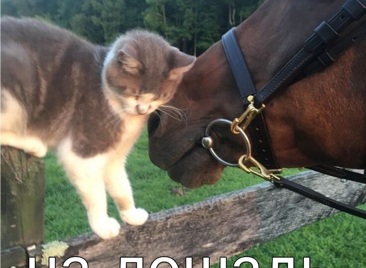 Смешные мемы с животными, новая подборка для отличного настроения