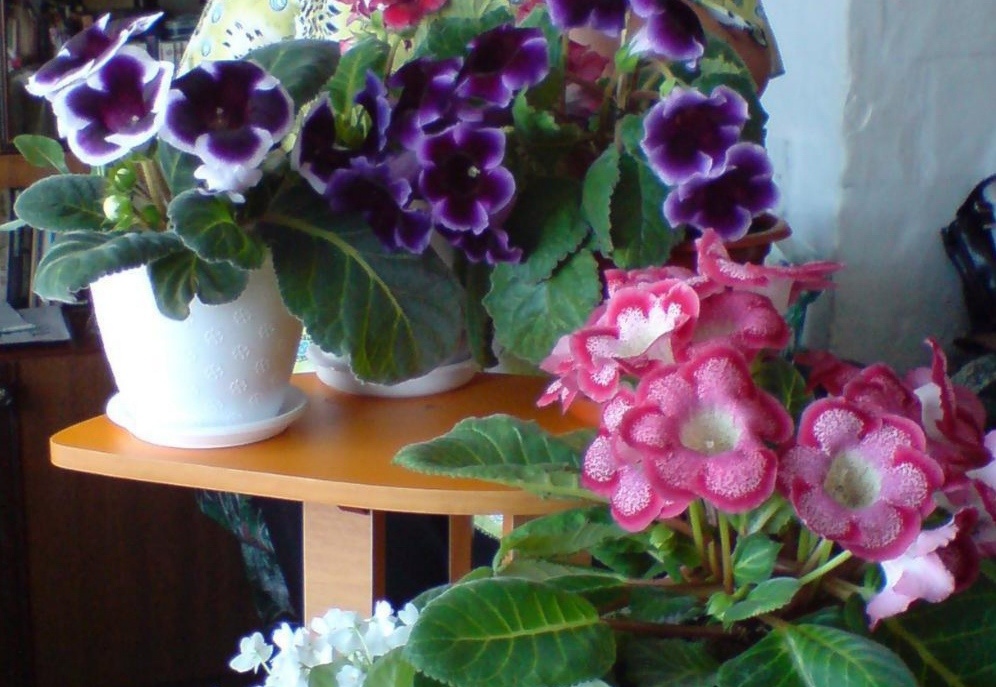 Глоксинии, фото автора.