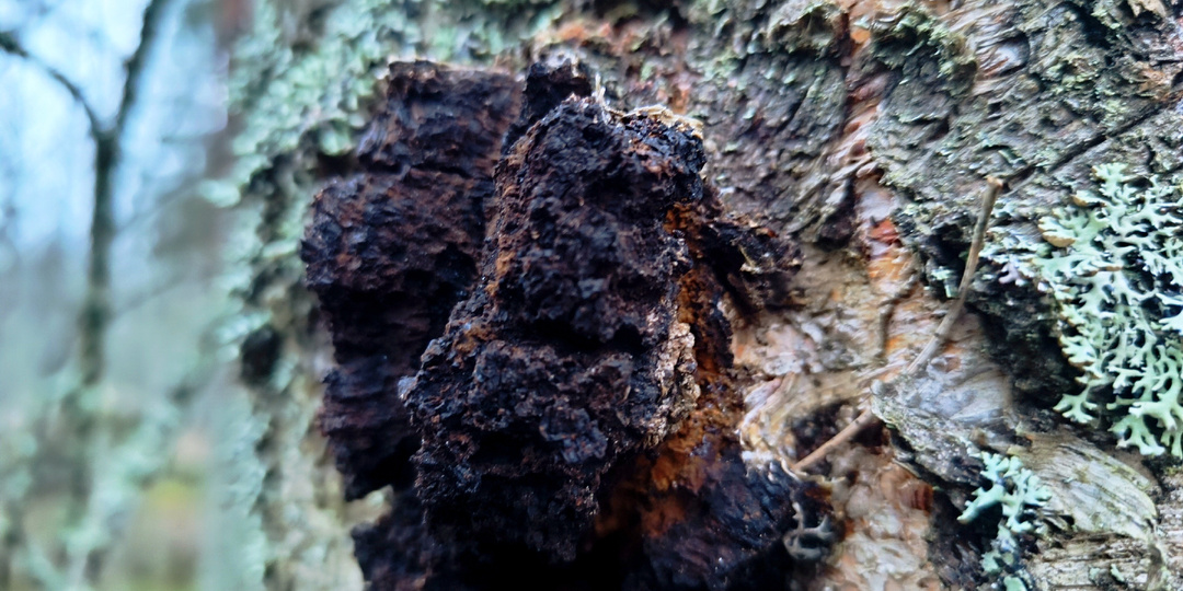 Чага березовая и дубовый лист: как жизнь в деревне научила меня делать «лесной коньяк» лучше магазинного