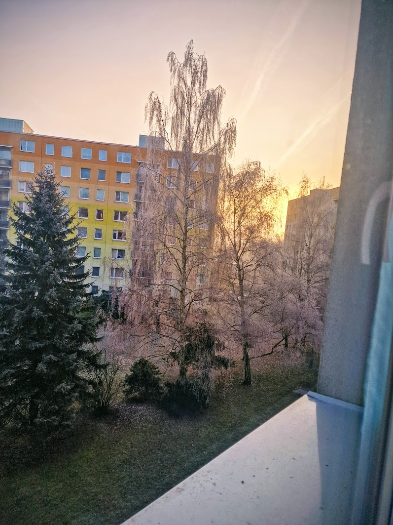 фото автора: а вот и иллюстрация к статье) тут аж две таких берёзы под моим окном)