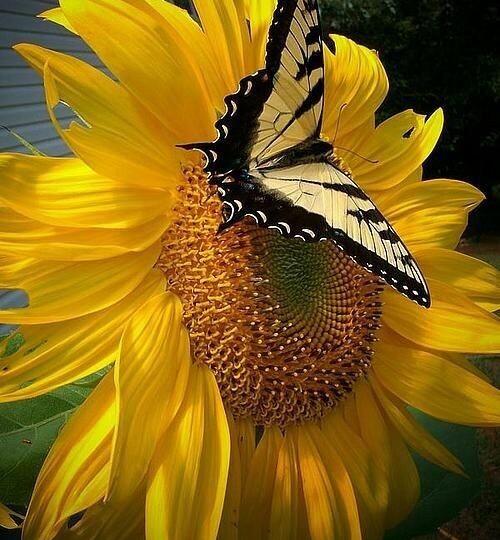 Вы действительно любите чёрный? Или это привычка?