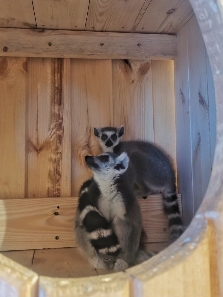     Фото: пресс-служба Большереченского зоопарка