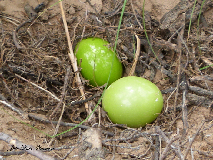 Яйца хохлатого тинаму 