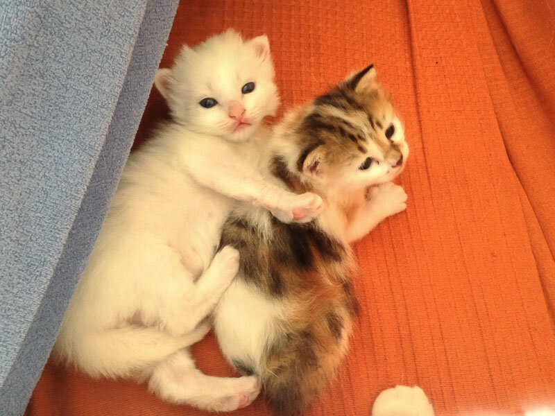 Буда и Черепашка.