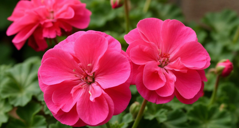    Создано в Шедевруме