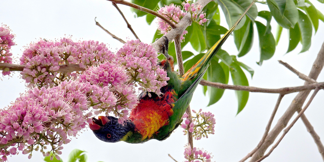 Празднуем Новый Год в Австралии