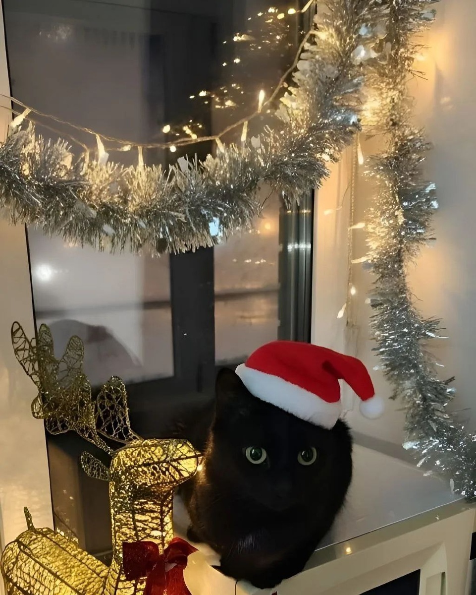 Ждём вашей активности в группах приюта, читайте, умиляйтесь и поддерживайте наших выпускников тёплыми словами! 