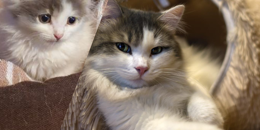 Котёнок которого мы спасли прошлой зимой передаёт привет из нового дома!