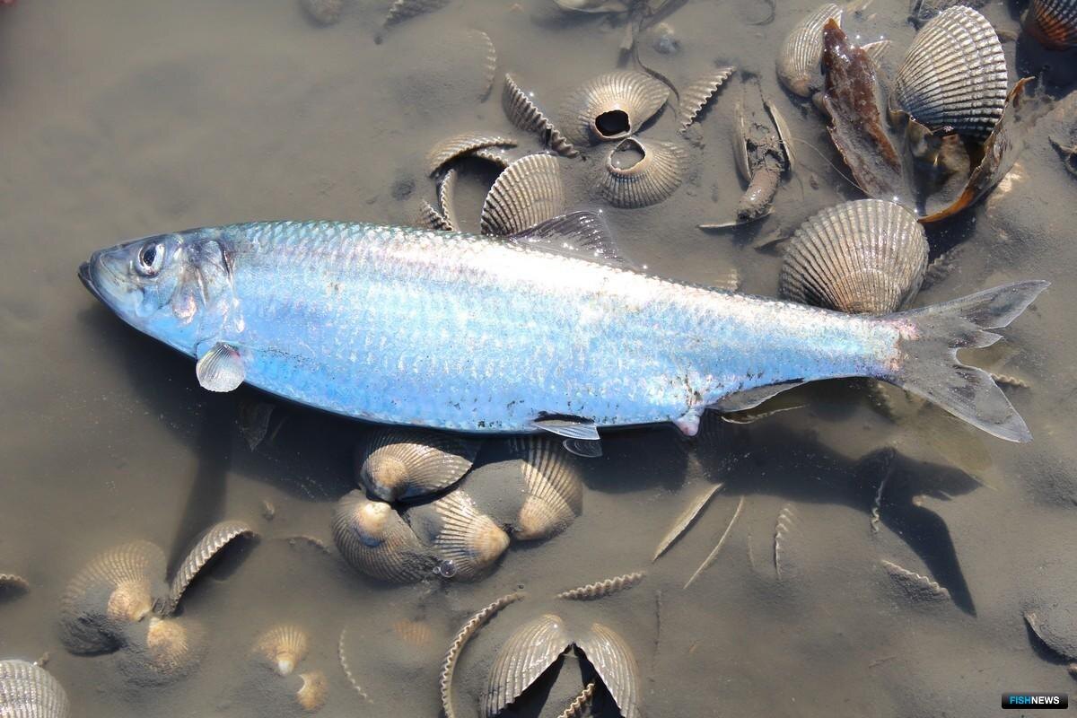 Фотография из интернета