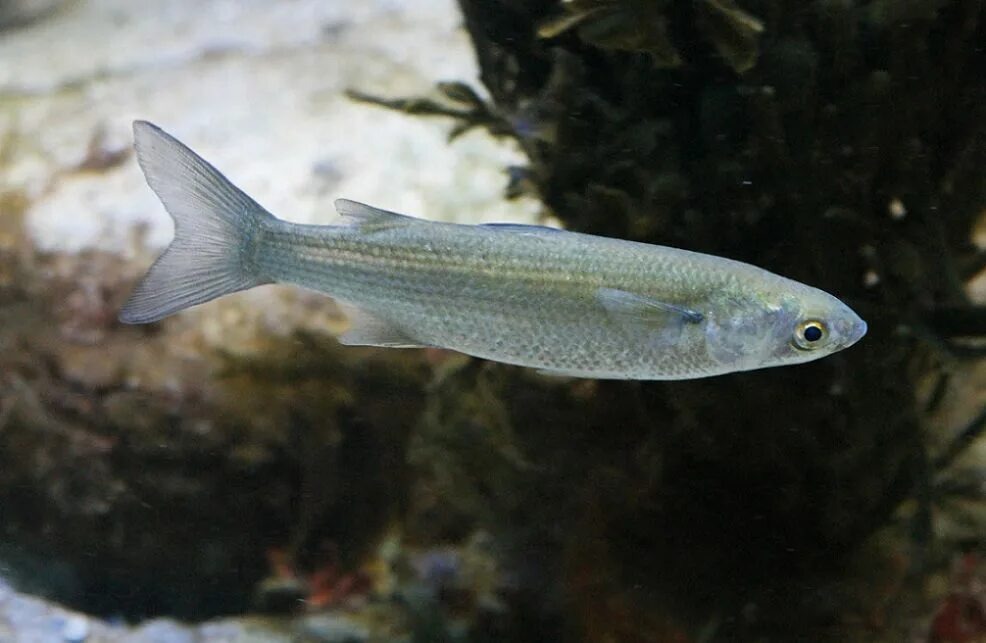 Фотография из интернета