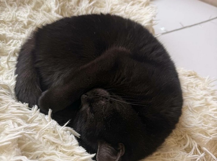 Как кошки выбирают, с кем спать: ключевые факторы их решения