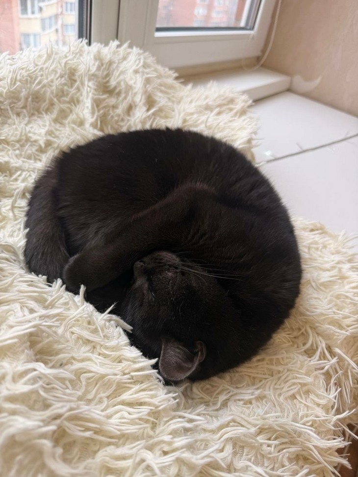    Кошки Редакция Газеты