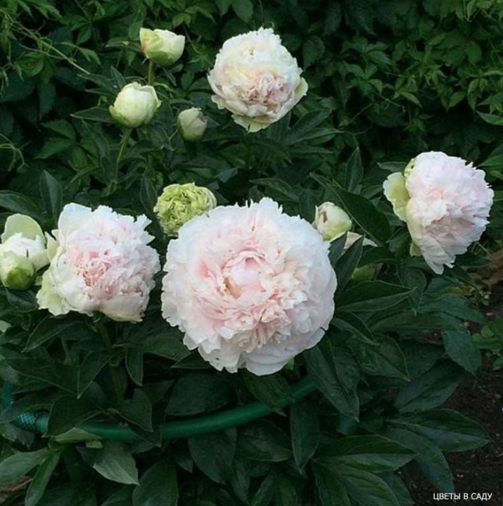 Пион "Анатолий Скакодуб" в саду Татьяны Имаметдиновой в 2025 году