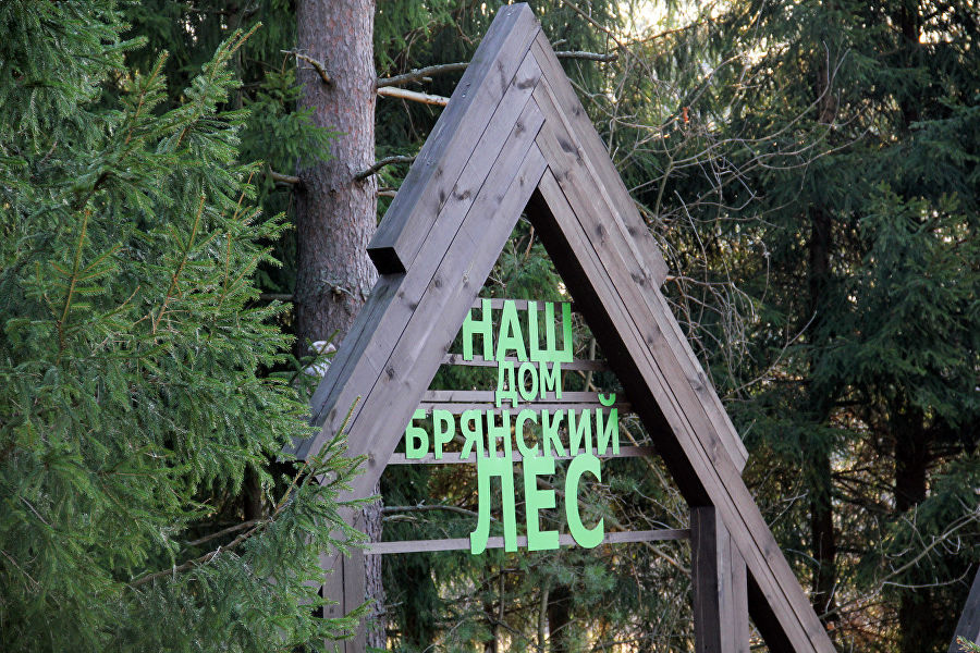 Брянский лес. Фото из инета