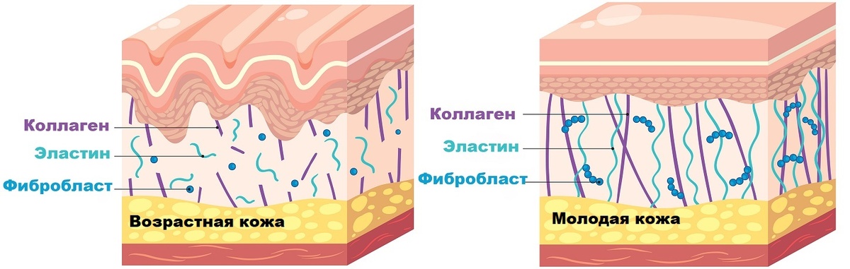Коллаген в молодой и взрослой коже