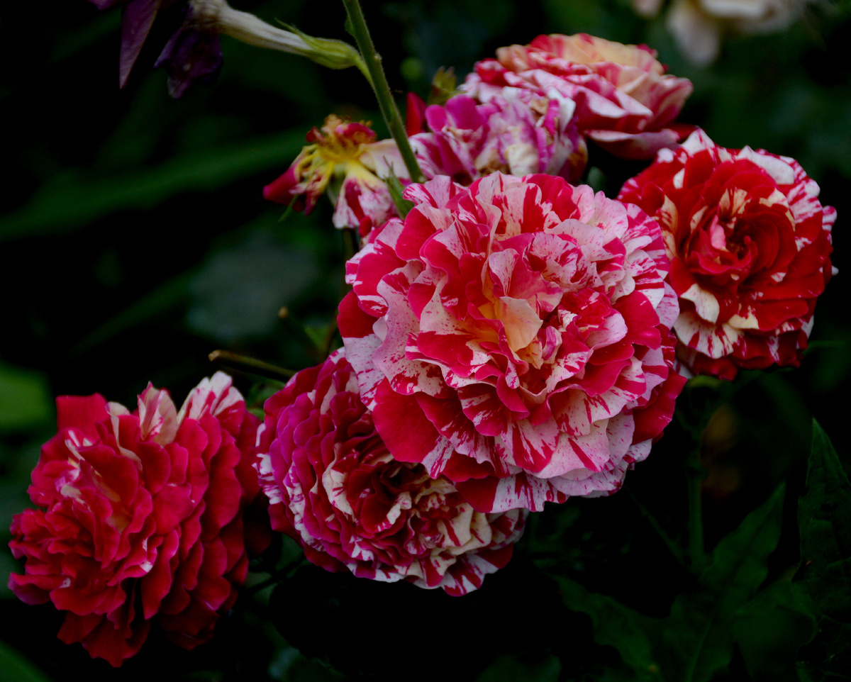 21 сентября 2025. Все фотографии в статье мои. Розы и другие растения тоже