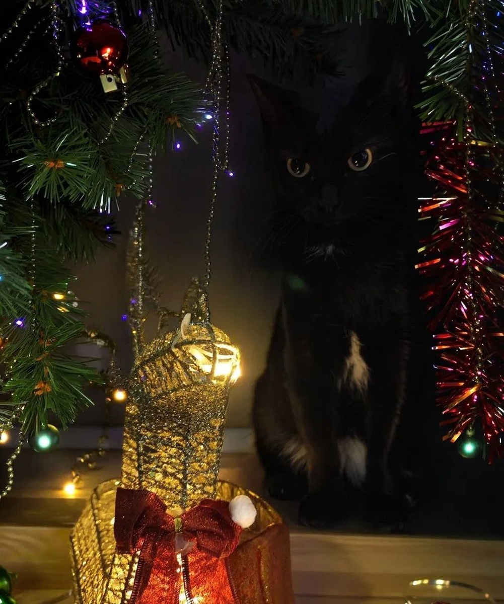 Нафане точно заставит поверить в чудеса!