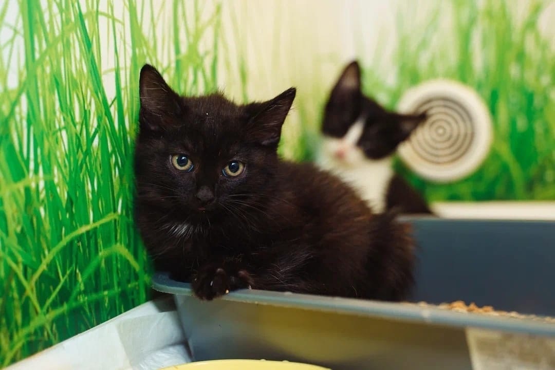 Нафаня был особенно недоверчив: отчаянно шипел и защищался, не подпуская к себе никого. 