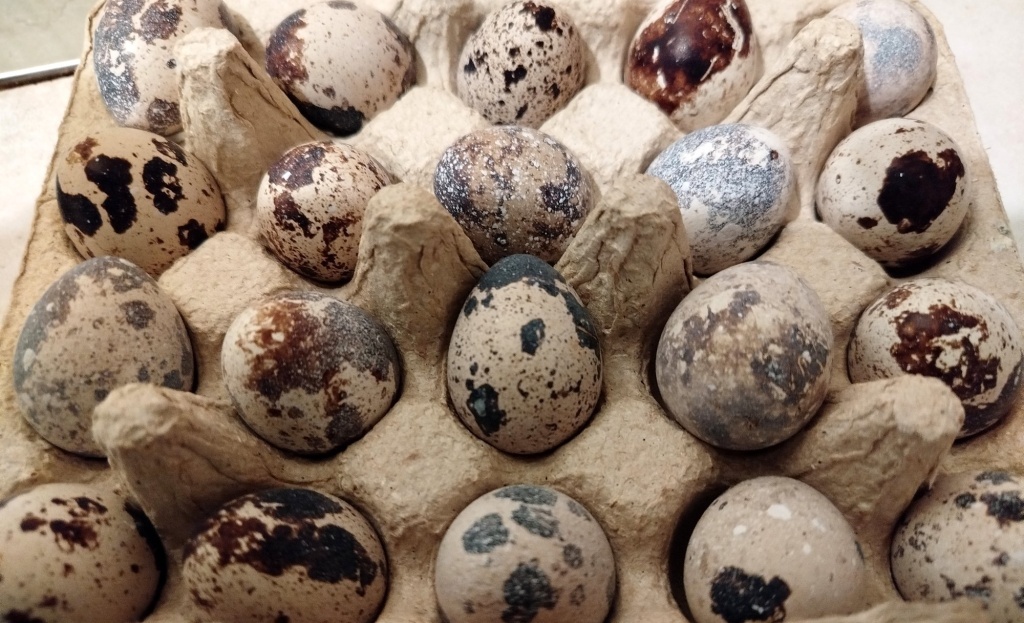  Перепелиные яйца