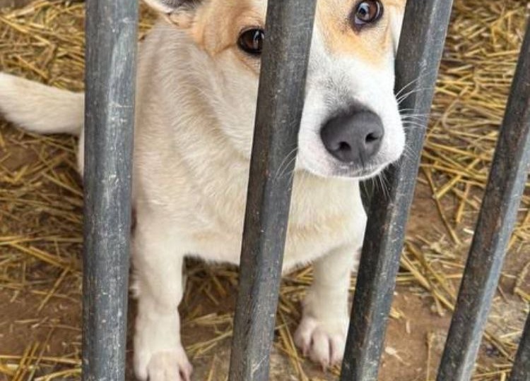 💖 Миниатюрной красавице Умке очень нужен дом! 🐶🏡