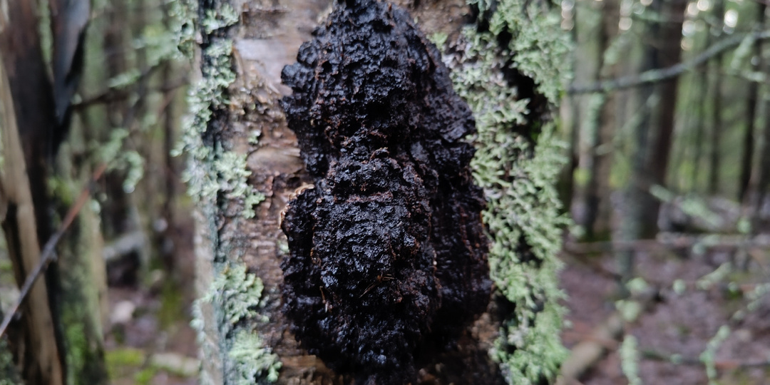 Чага — таежный чай, который я ставлю выше элитного пуэра: секреты сбора и приготовления главного лесного сокровища