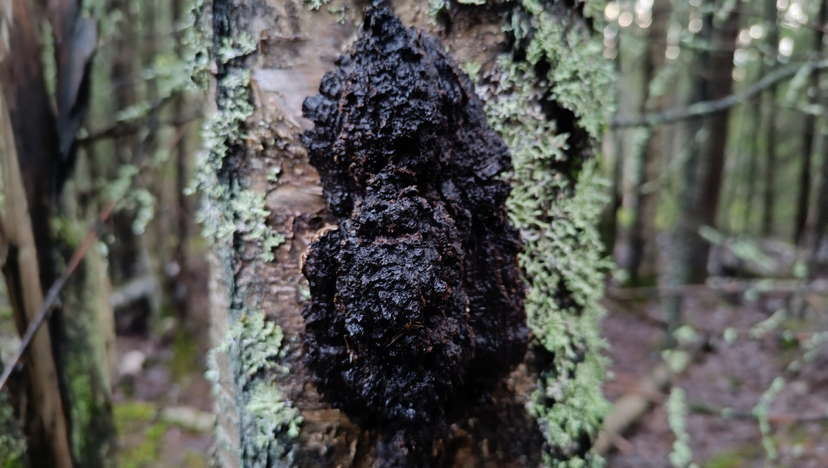 Фотографии сделаны в декабре.