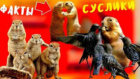 Всем привет и поехали.