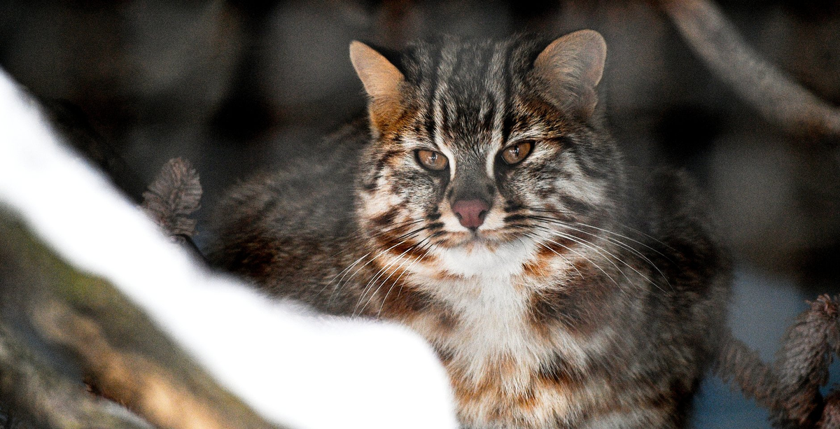 Дальневосточный кот