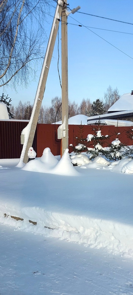 А это ёлочки коники  с другой стороны забора.