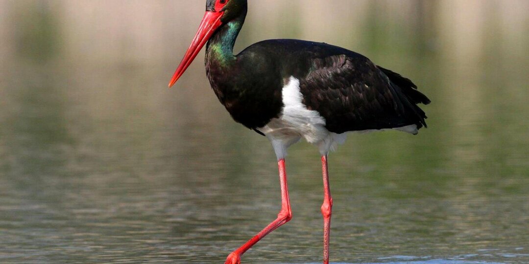 Птицы из Красной книги России: 15 редких видов