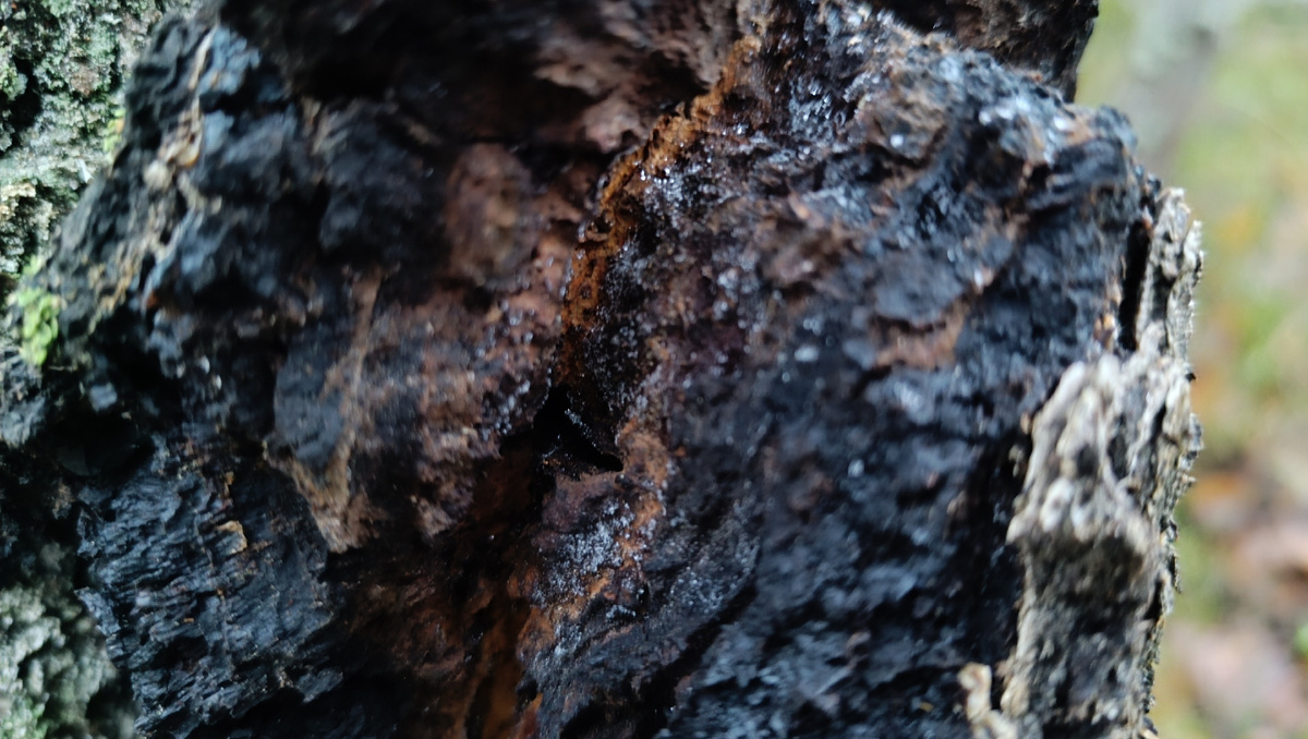 Фотографии с моего личного архива сделаны в декабре.