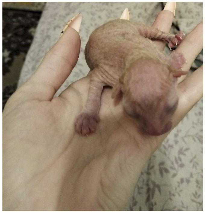                                                                           Первые вдохи