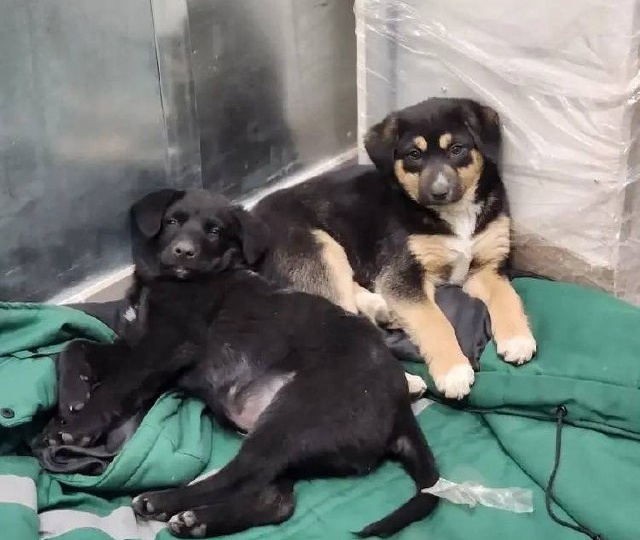 Ночью в мороз при въезде в п