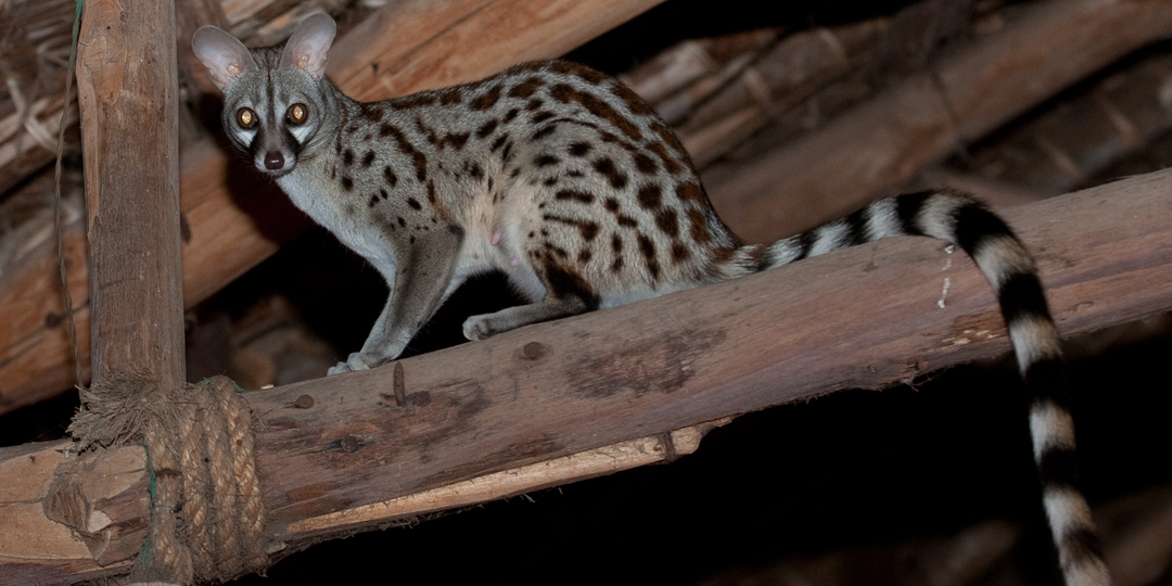 Генета: 2 тысячи лет назад это был стандартный домашний питомец. А сейчас о них все забыли