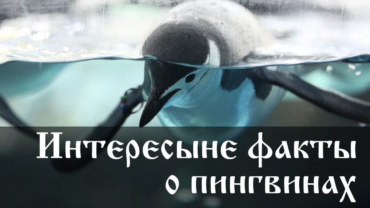 Всем привет и поехали.