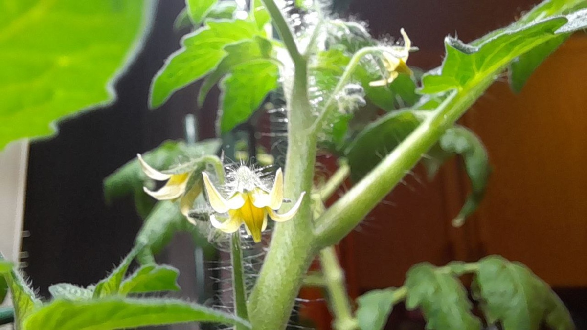 Помидоры зацвели