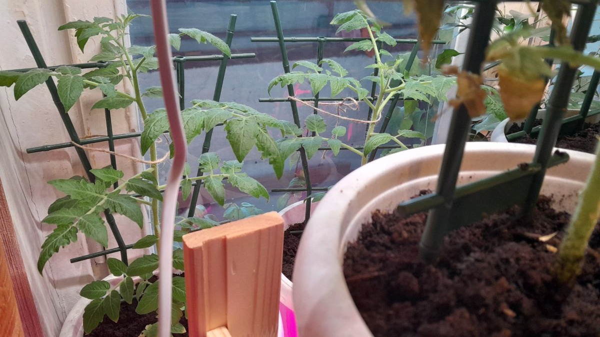 На окне осталось два кустика