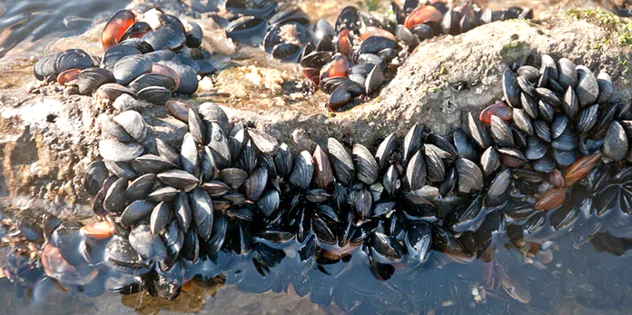 Черноморские мидии