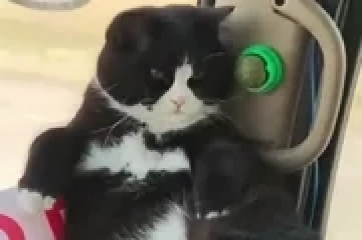    Кот Пельмешек стал звездой китайских соцсетей после своих автопутешествий